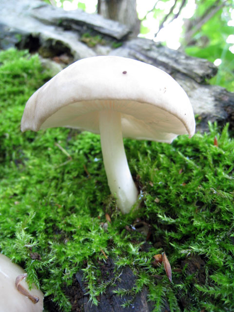 Pluteus da determinare (cfr. Pluteus cervinus fo. alba)